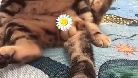 Cute Cat failed