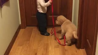 Toddler preciously takes puppy for a walk
