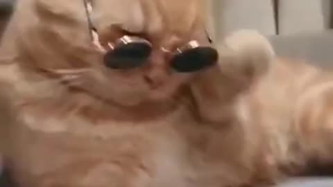 Chat portant une lunette