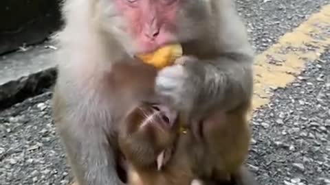 Worlds Cutest Monkey!