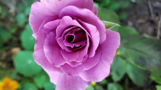 Flowers For A Cold Day From Petunia