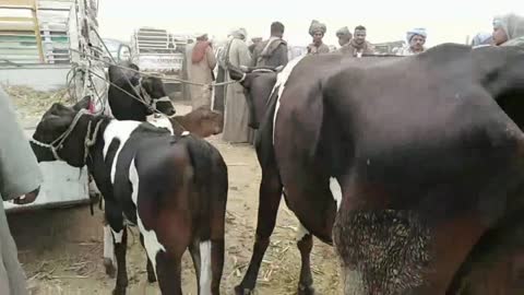 البقر الوالد والعشر بسوق الأربعاء بادفو اسوان