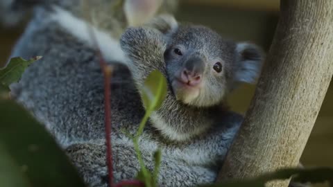 Most precious Koala Joey moments ever! -11