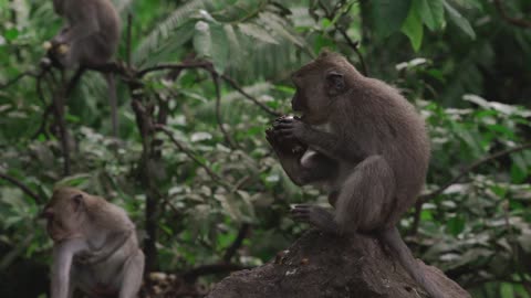 Monkey Peeling a Fruit