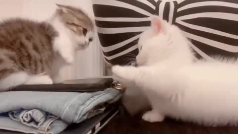 Two kittens fighting