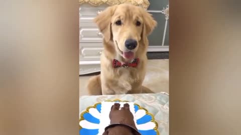 Super funny dog video.