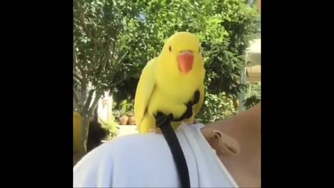 The parrot stands on its owner's shoulder, reassuring