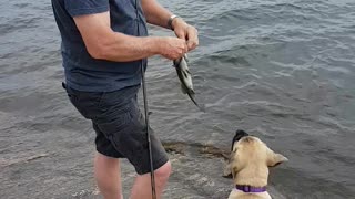 Bass and Puppy action