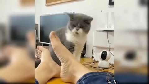 Funny cat licking the man's foot