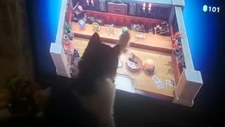 LeeLee the cat trying to play a Nintendo game