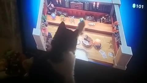 LeeLee the cat trying to play a Nintendo game