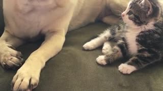 Brown pug licks paw on couch next to brown and white kitten
