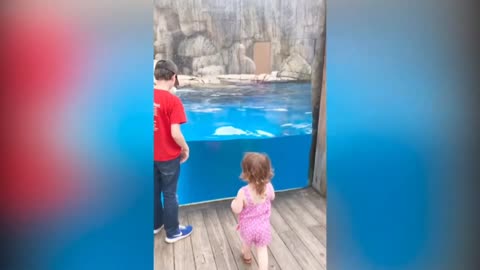 Polar bear scares a small child in the zoo