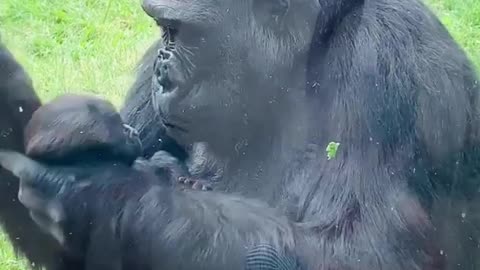 Mama Gorilla shows off her baby Gorilla at the Zoo
