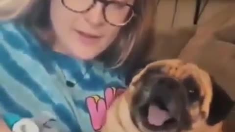 Dog screaming clean so you don't cut his nails, hilarious!