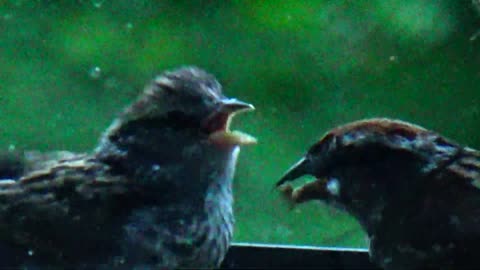 Chirping Sparrows Feeding