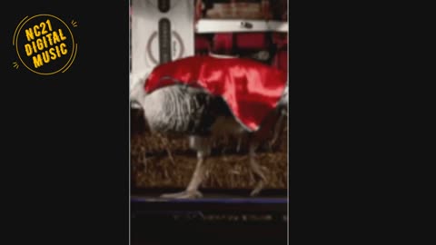 Funny Videos of Dogs, Cats, Other Animals, Turkey bird on the Treadmill