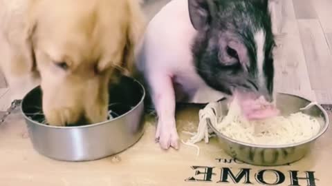 mean dog stealing pig's food