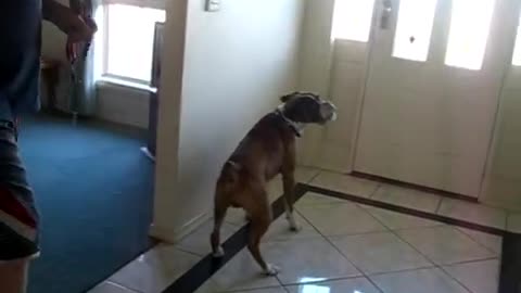 Dad asked if he wanted to go for a walk, then this boxer had the funniest reaction