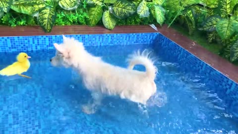 Monkey Baby Bon Bon uses toilet paper and naughty in the Pool with puppy and duckling