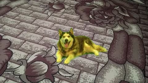 Funny dog ​​in my house