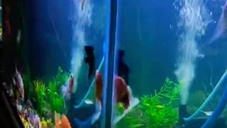 lovely Aquarium fish #Petlove #Petlover #Aquariumfish2021