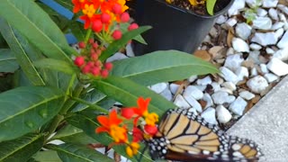 My monarchs sitting outside enjoying