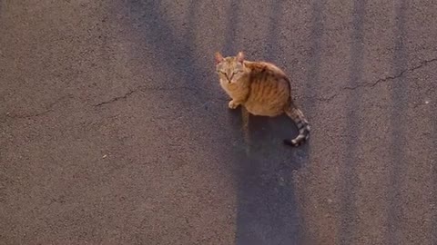 Funny Cat Cleaning Face # shorts