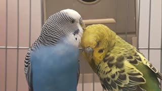 About budgies (parakeet)