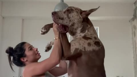 Episode #63 Big Dog Kiss Girl Viral Video