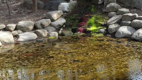 A small pond in the park.