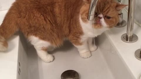 Cat Drinks Out of Bathroom Sink