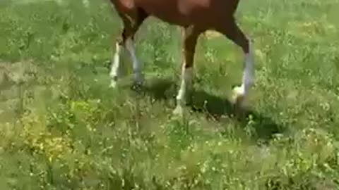Beautiful horse playing in a farm while training