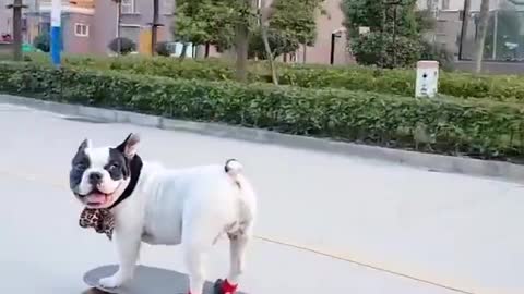 skate boarding dog ,really funny