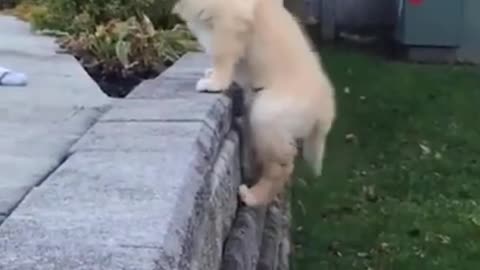 smart puppy