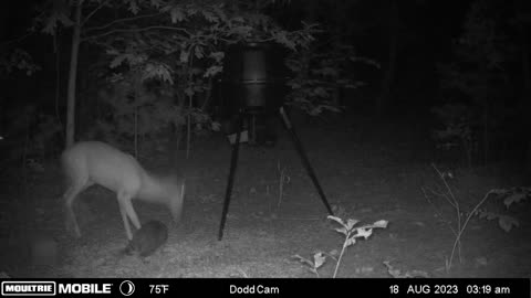 Raccoon Startles Deer in Late-Night Encounter