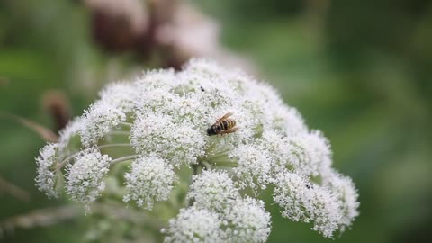 A Bee on White Flowers