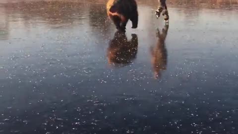 Bear Powered Ice Skating
