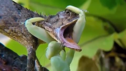 Praying Mantis attacks and eats Lizard
