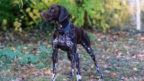 Low-Maintenance Dogs TOP 10 Low Maintenance Dog Breeds!