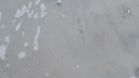 Sandfleas dig fast