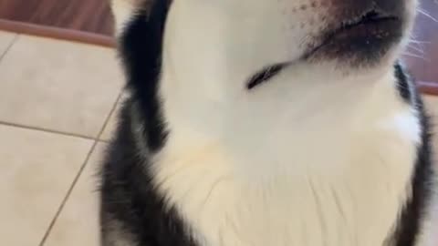 Husky balances food on her head