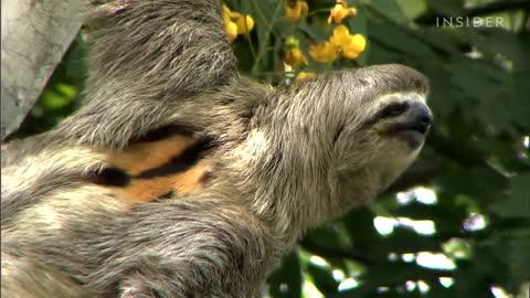 The Extreme Life Of A Sloth