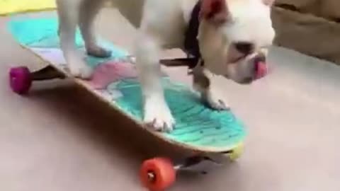 Cute dog play serf skate fluently!