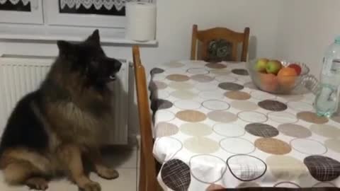 German Shepherd Dog Wants Some Apples