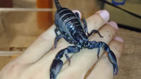 Scorpion breeding