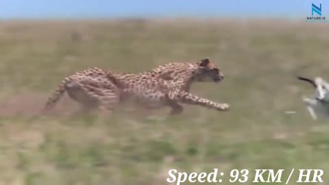 Greyhound vs Cheetah|incredible Race