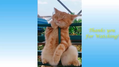 Funny and Cute Cat's Life Cats and Owners are the best friends Videos September 2021