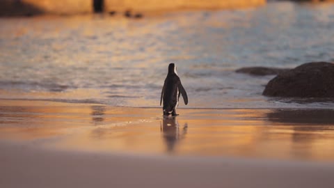 A cute penguin child walking on the blue beach!!