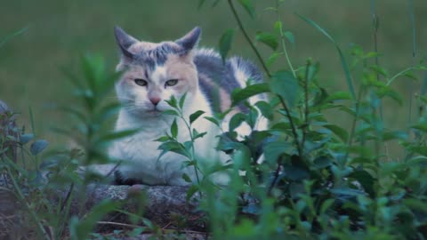 Cat Calico Cat Cat On Stone Wall ful hd nice